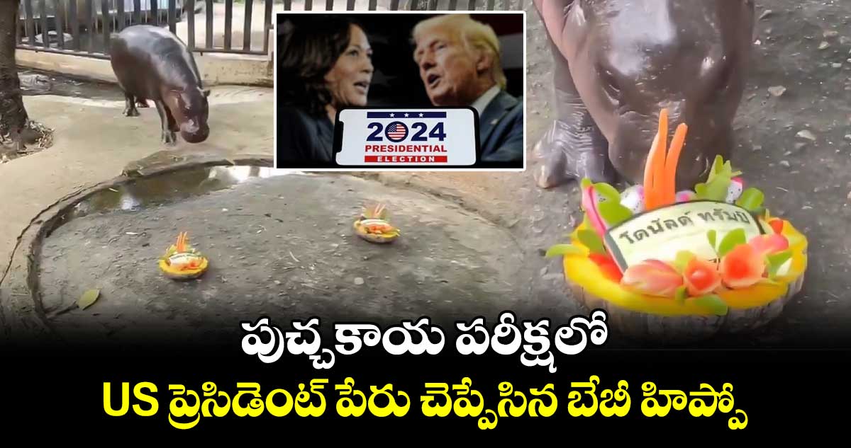 పుచ్చకాయ పరీక్షలో.. US ప్రెసిడెంట్ పేరు చెప్పేసిన బేబీ హిప్పో 