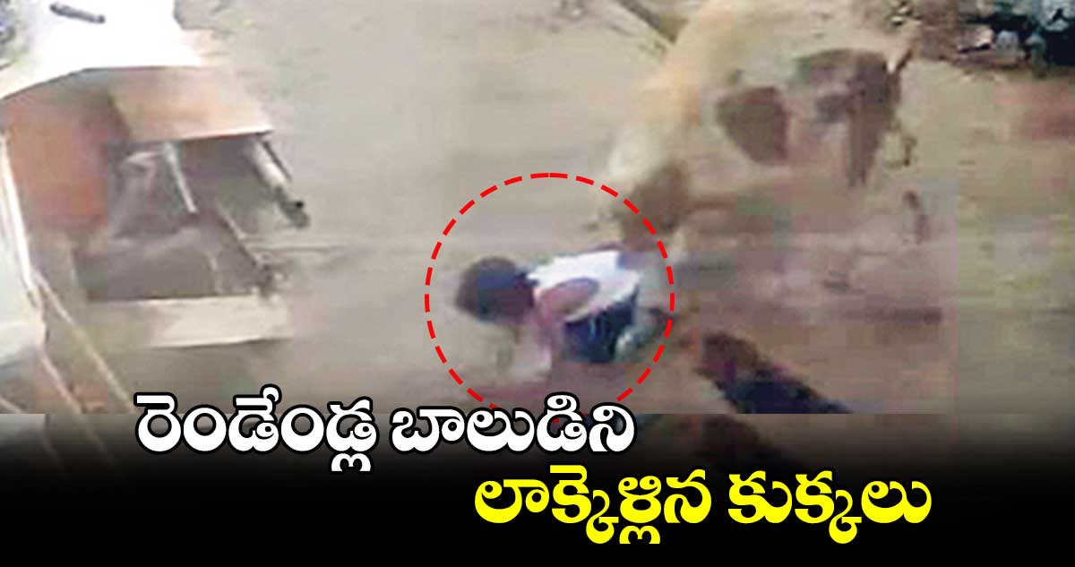రెండేండ్ల బాలుడిని లాక్కెళ్లిన కుక్కలు