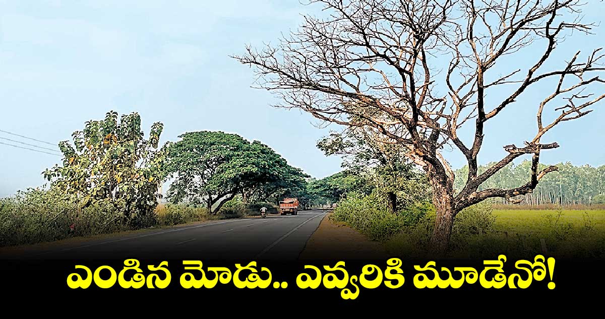 ఎండిన మోడు.. ఎవ్వరికి మూడేనో!