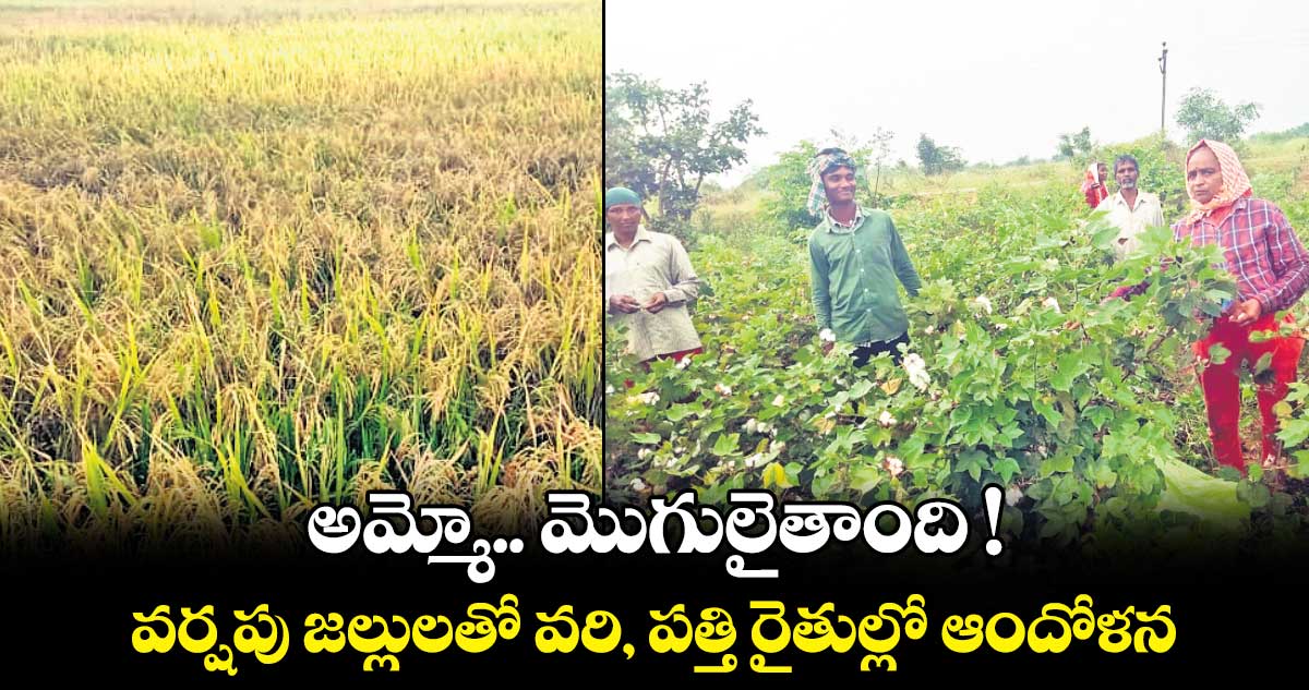 అమ్మో.. మొగులైతాంది !...వర్షపు జల్లులతో వరి, పత్తి రైతుల్లో  ఆందోళన