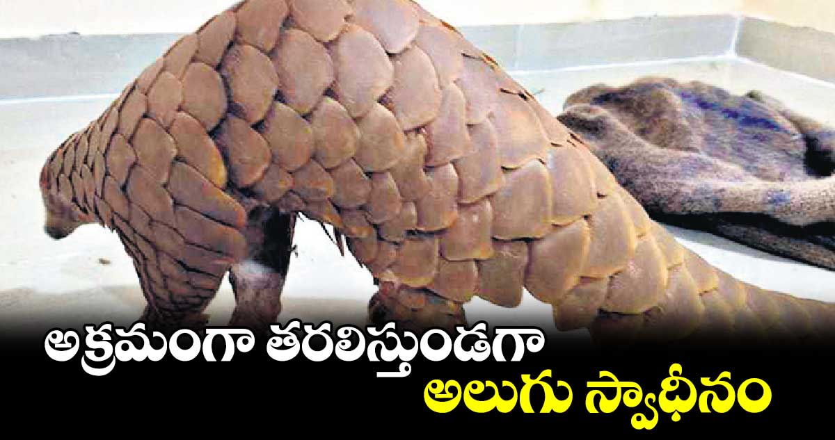 అక్రమంగా తరలిస్తుండగా అలుగు స్వాధీనం