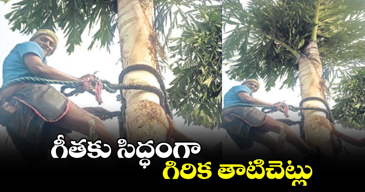 గీతకు సిద్ధంగా గిరిక తాటిచెట్లు