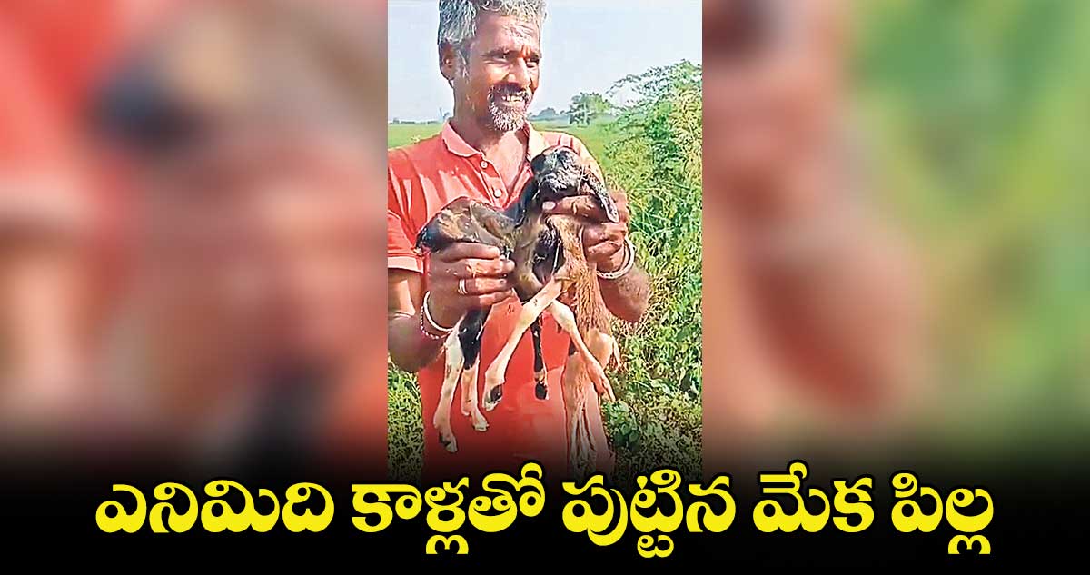 ఎనిమిది కాళ్లతో పుట్టిన మేక పిల్ల