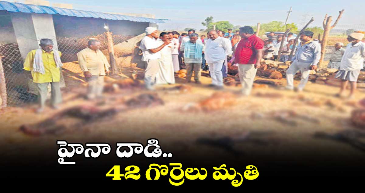 హైనా దాడి..42 గొర్రెలు మృతి