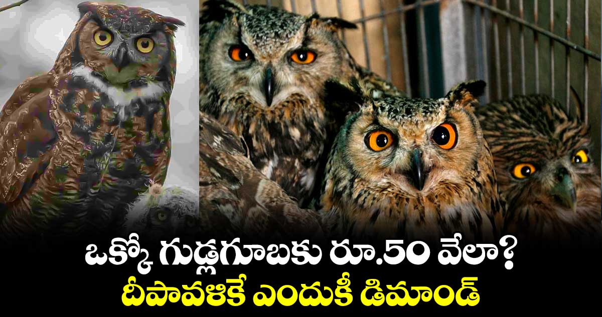 ఒక్కో గుడ్లగూబకు రూ.50 వేలా?.. దీపావళికే ఎందుకీ డిమాండ్