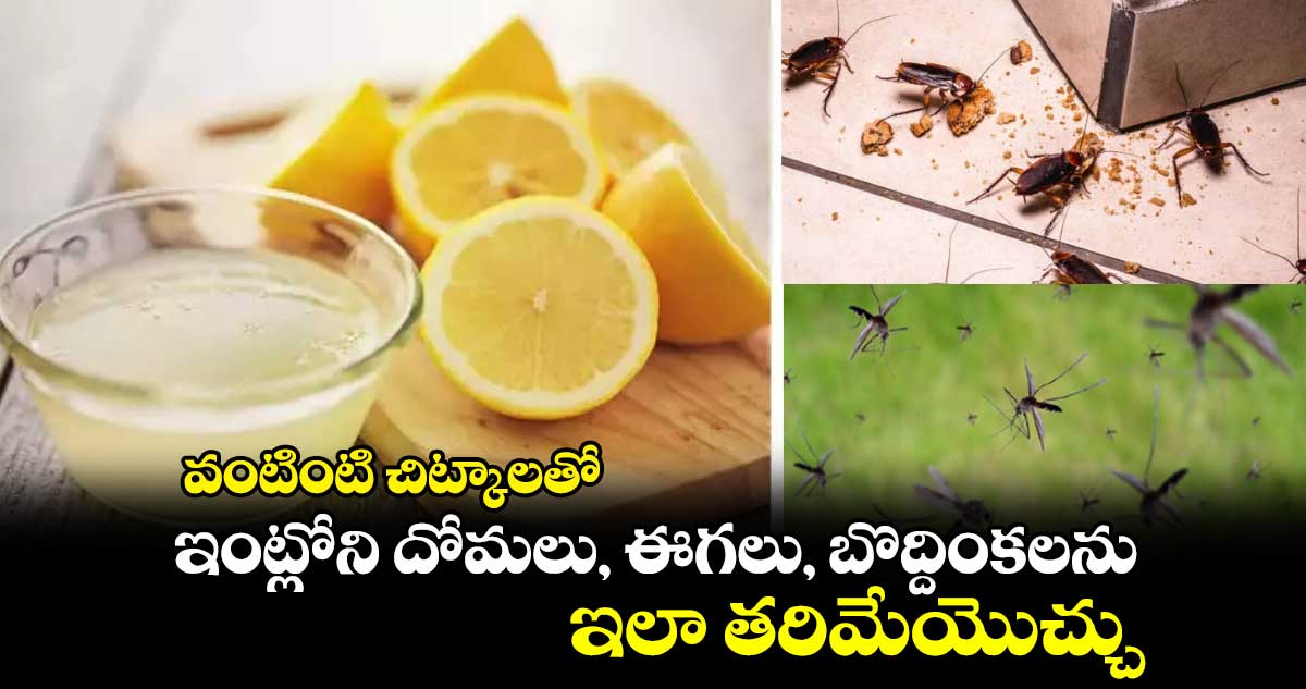 Good Health : వంటింటి చిట్కాలతో.. ఇంట్లోని దోమలు, ఈగలు, బొద్దింకలను ఇలా తరిమేయొచ్చు..