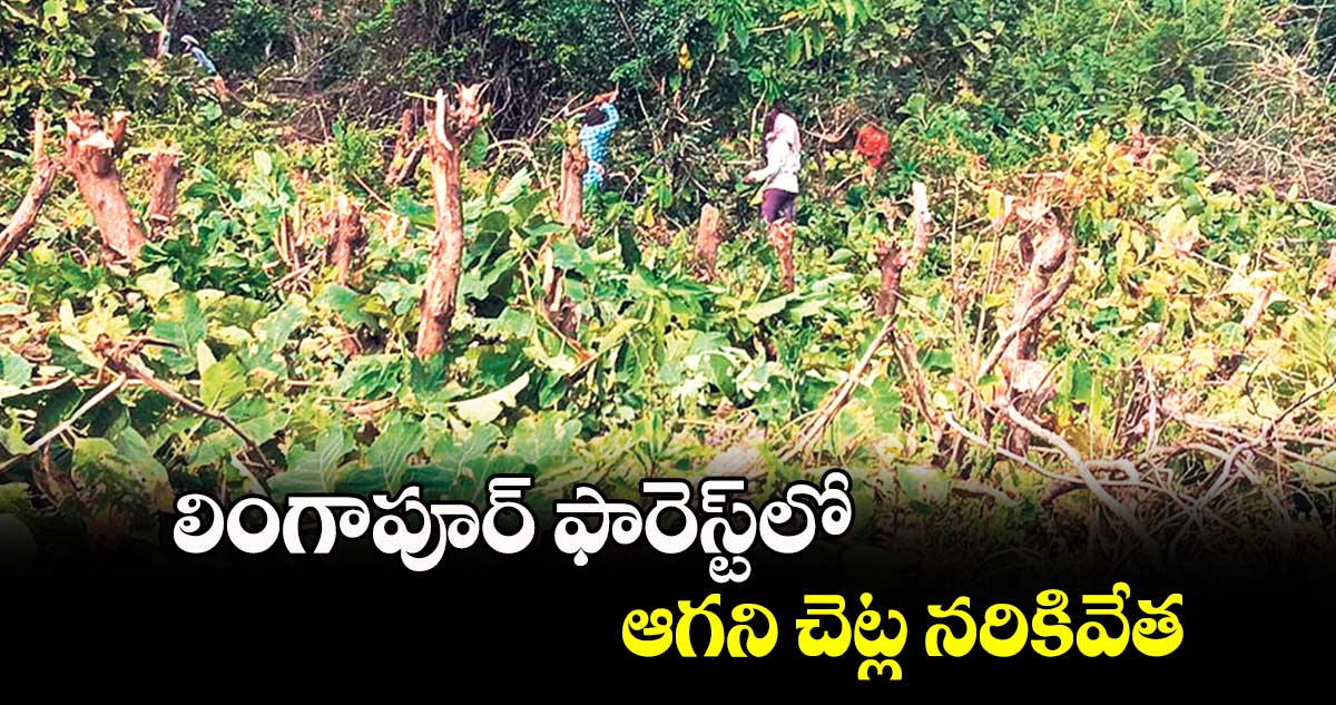 లింగాపూర్ ఫారెస్ట్​లో ఆగని చెట్ల నరికివేత