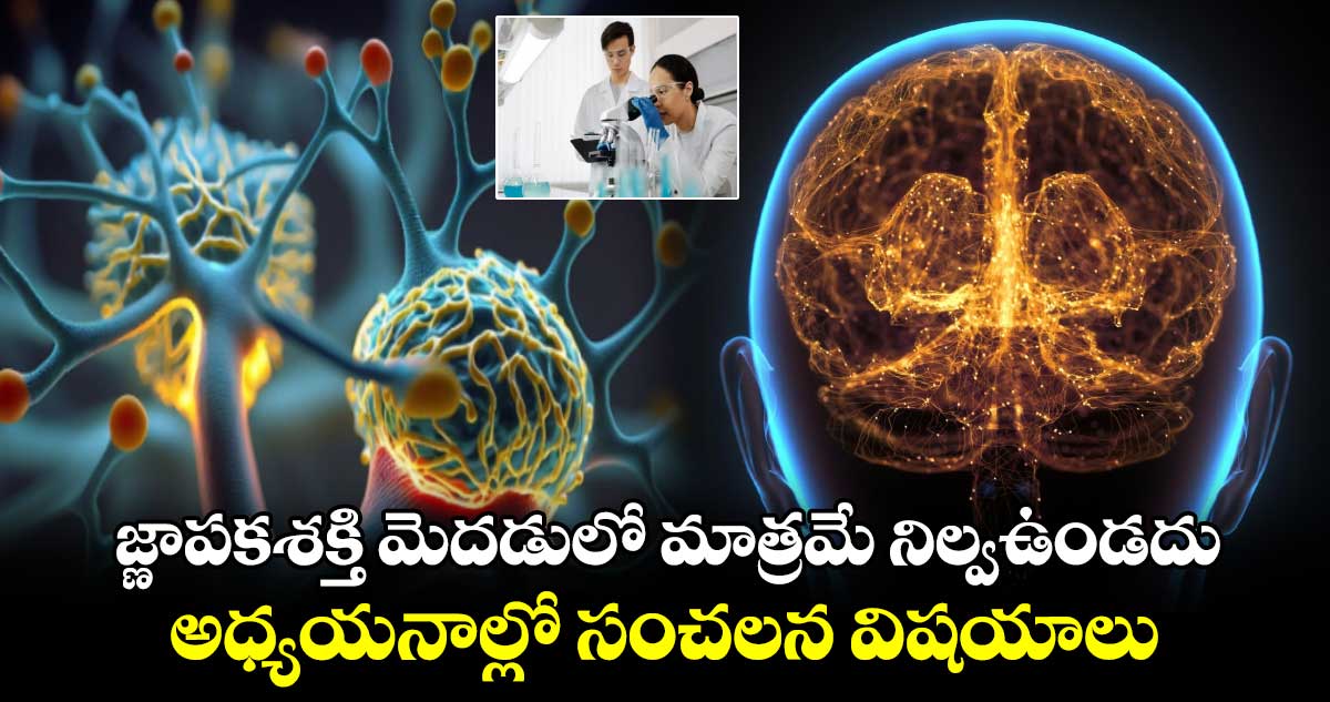 Brian Memory: జ్ణాపకశక్తి మెదడులో మాత్రమే నిల్వఉండదు..అధ్యయనాల్లో సంచలన విషయాలు 