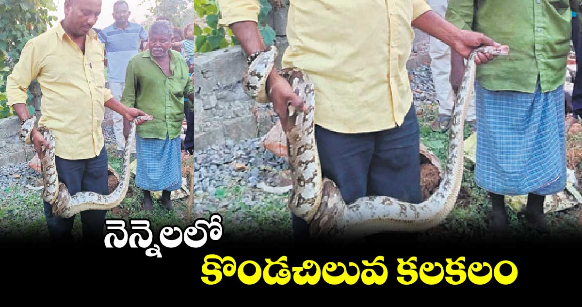 నెన్నెలలో కొండచిలువ కలకలం