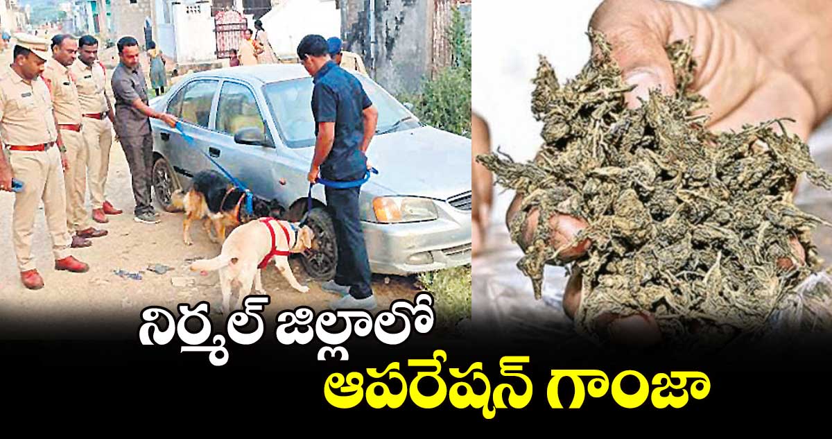 నిర్మల్ జిల్లాలో ఆపరేషన్ గాంజా