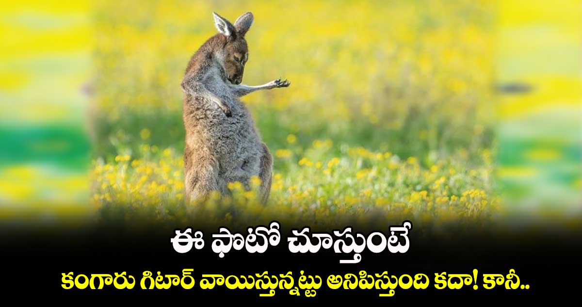 ఈ ఫొటో చూస్తుంటే కంగారు గిటార్​ వాయిస్తున్నట్టు అనిపిస్తుంది కదా! కానీ..