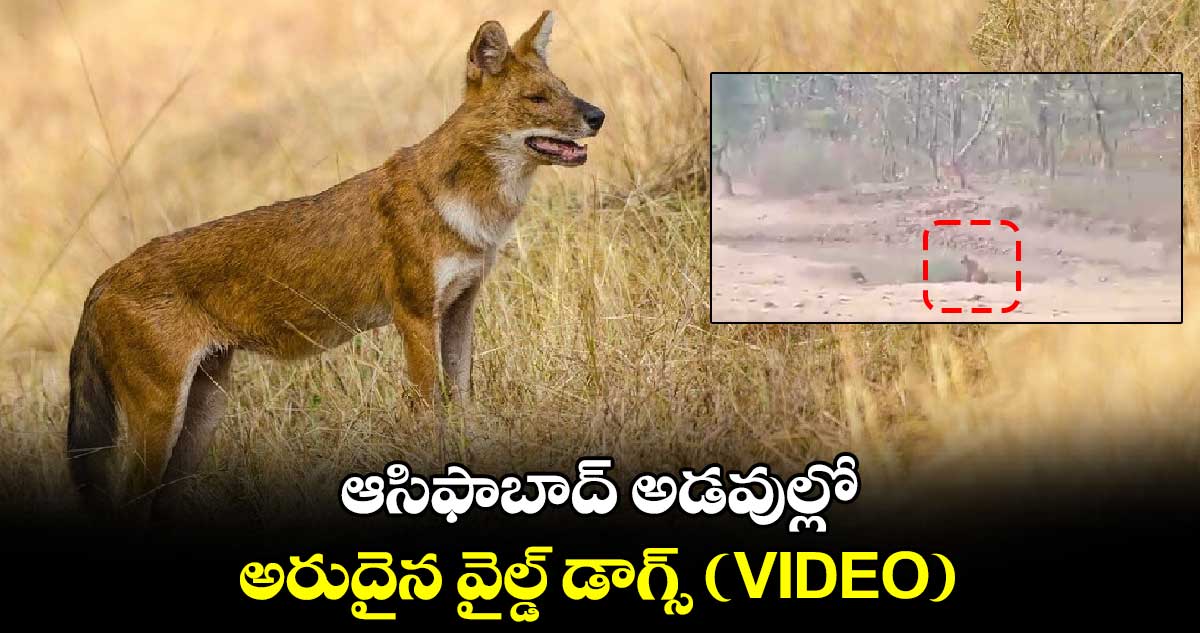 ఆసిఫాబాద్‌ అడవుల్లో అరుదైన వైల్డ్ డాగ్స్ (VIDEO)