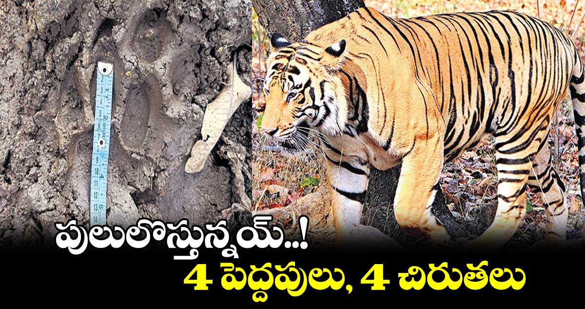 పులులొస్తున్నయ్..! 4 పెద్దపులు, 4 చిరుతలు