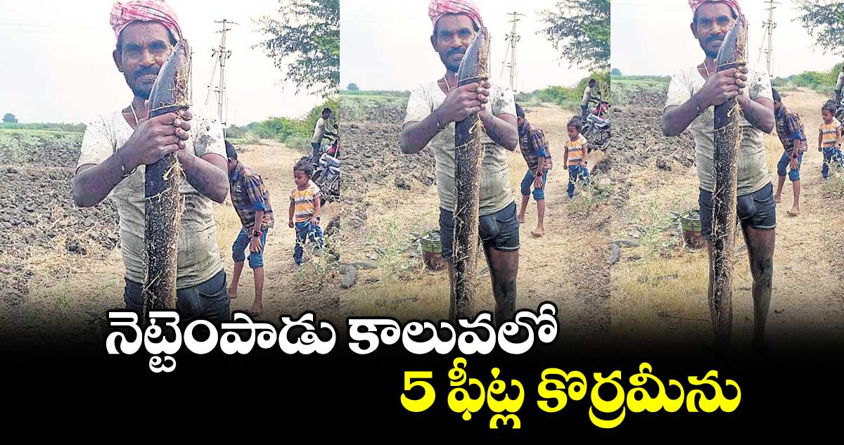 నెట్టెంపాడు కాలువలో 5 ఫీట్ల కొర్రమీను