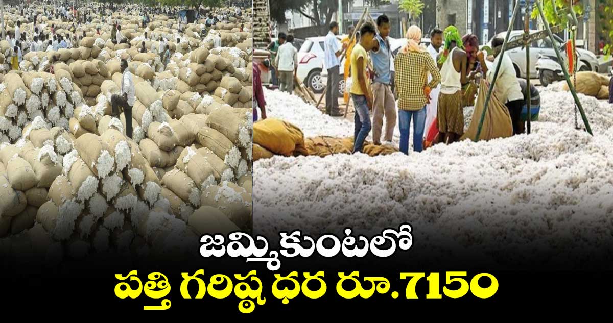 జమ్మికుంటలో పత్తి గరిష్ఠ ధర రూ.7150