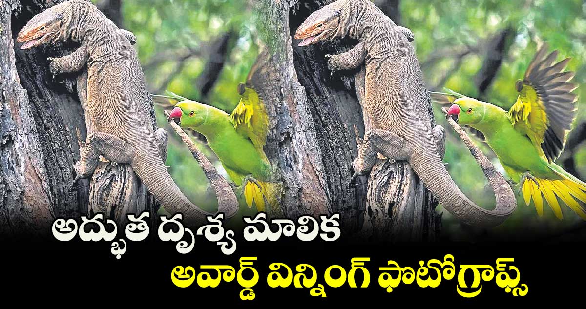 అద్భుత దృశ్య మాలిక: అవార్డ్ విన్నింగ్ ఫొటోగ్రాఫ్స్ 