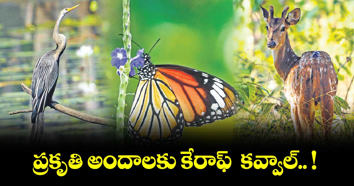 ప్రకృతి అందాలకు కేరాఫ్  కవ్వాల్.. ! 