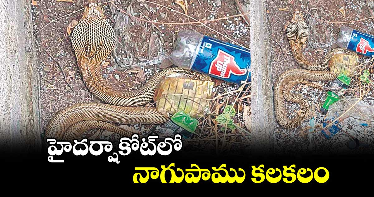 హైదర్షాకోట్‌లో నాగుపాము కలకలం