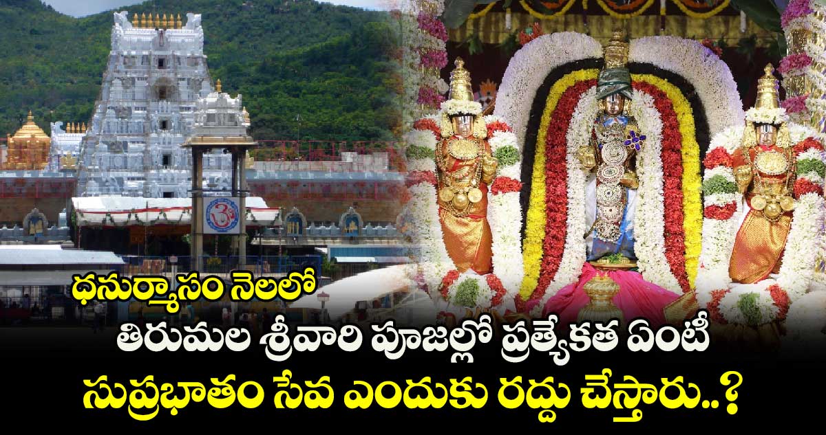 ఆధ్యాత్మికం : ధనుర్మాసం నెలలో.. తిరుమల శ్రీవారి పూజల్లో ప్రత్యేకత ఏంటీ.. సుప్రభాతం సేవ ఎందుకు రద్దు చేస్తారు..?