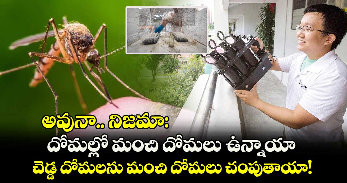 అవునా.. నిజమా: దోమల్లో మంచి దోమలు ఉన్నాయా.. చెడ్డ దోమలను మంచి దోమలు చంపుతాయా.. సైంటిస్టులు ఏం చెప్తున్నారు..?