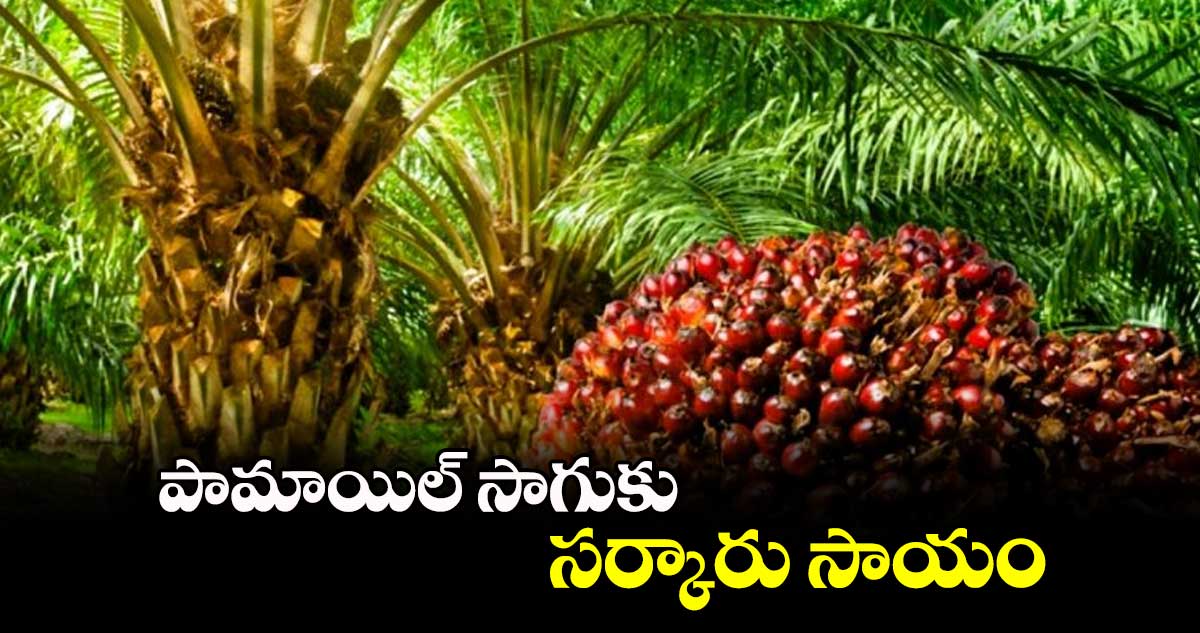 పామాయిల్​ సాగుకు సర్కారు సాయం