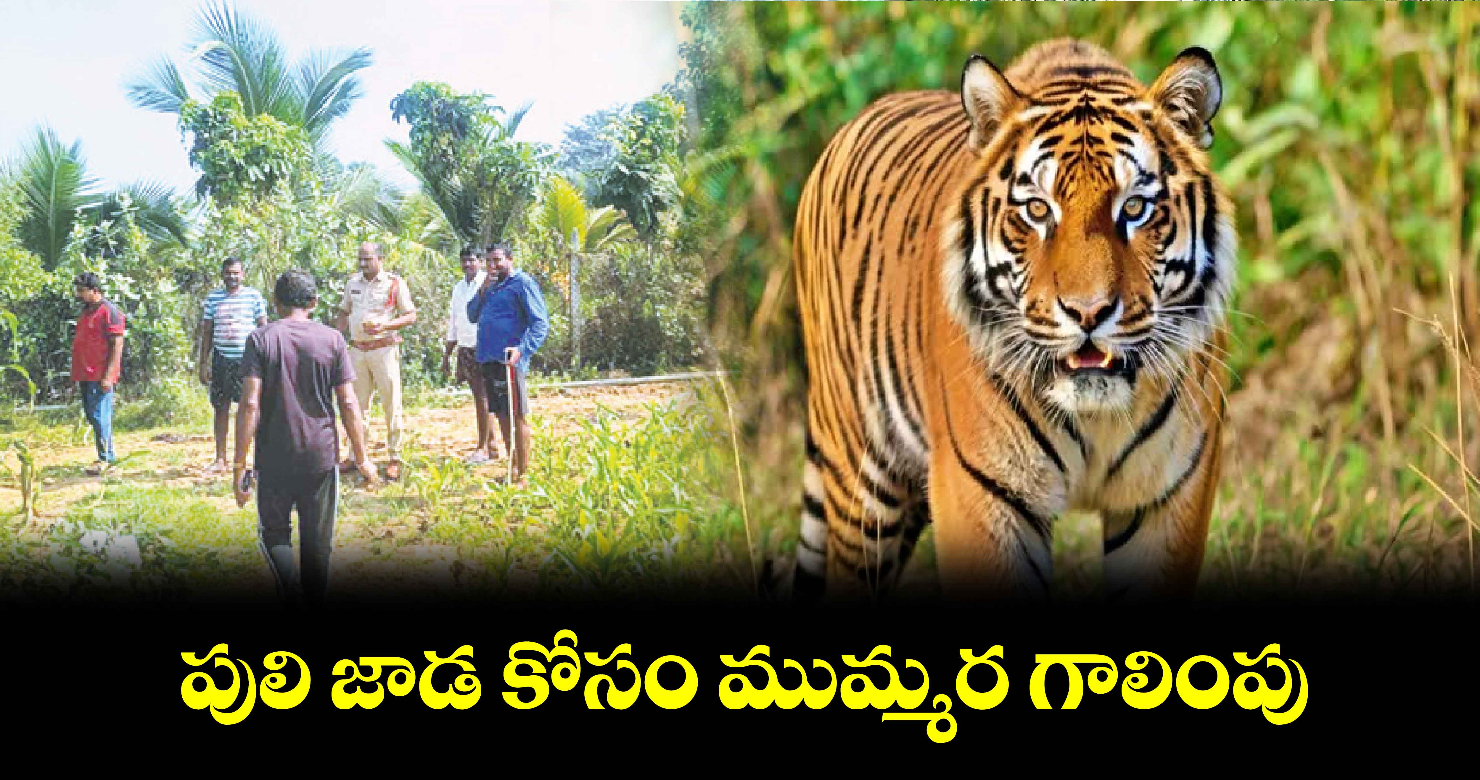 పులి జాడ కోసం ముమ్మర గాలింపు