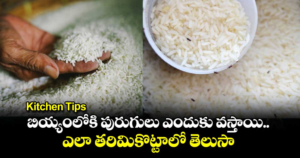 Kitchen Tips:  బియ్యంలోకి పురుగులు  ఎందుకు వస్తాయి.. ఎలా తరిమికొట్టాలో తెలుసా..