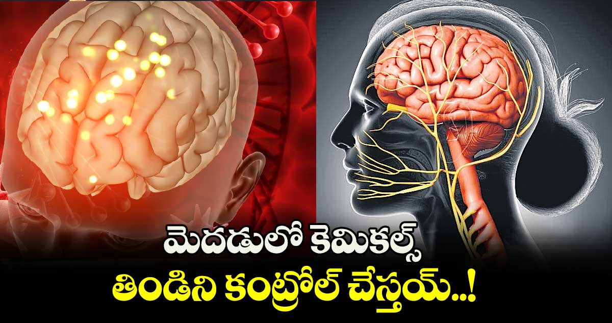 మెదడులో కెమికల్స్.. తిండిని కంట్రోల్ చేస్తయ్..!