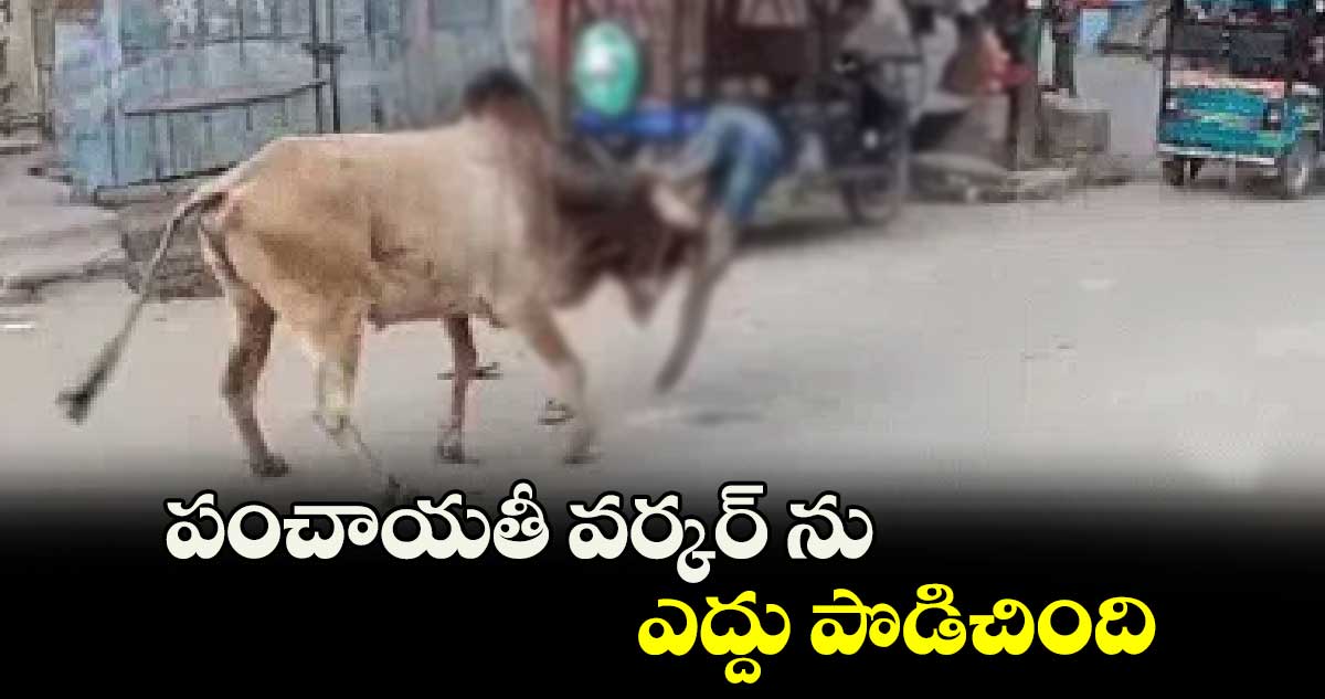 పంచాయతీ వర్కర్ ను ఎద్దు పొడిచింది