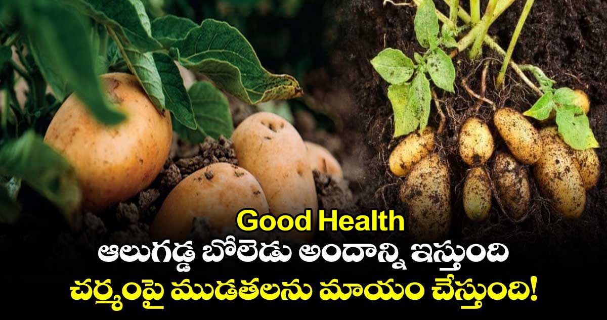 Good Health: ఆలుగడ్డ బోలెడు అందాన్ని ఇస్తుంది.. చర్మంపై ముడతలను మాయం చేస్తుంది!