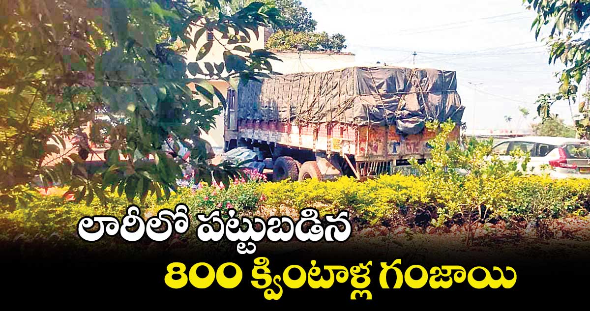 లారీలో పట్టుబడిన 800 క్వింటాళ్ల గంజాయి