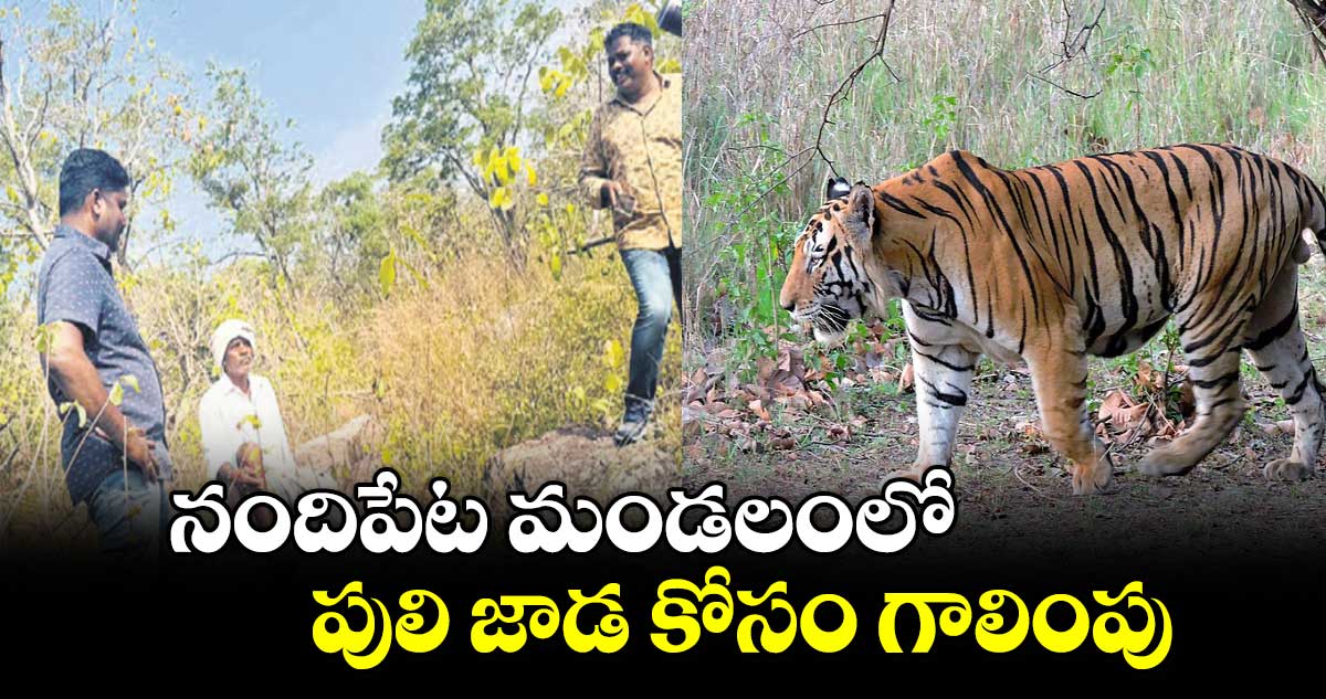 నందిపేట మండలంలో పులి జాడ కోసం గాలింపు