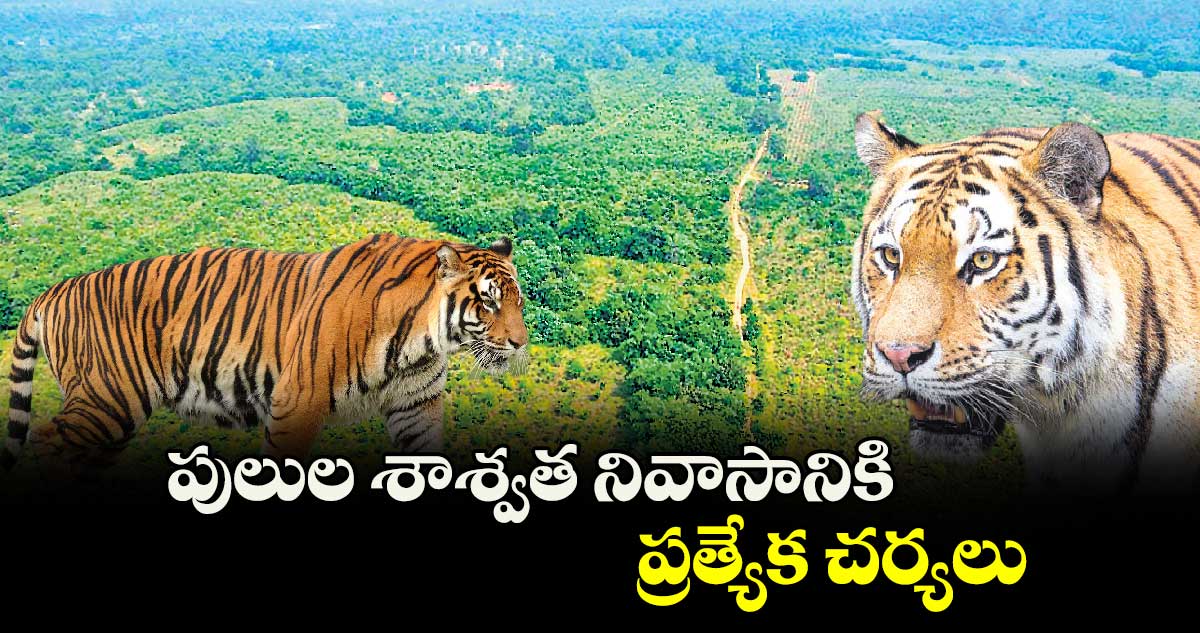 పులుల శాశ్వత నివాసానికి ప్రత్యేక చర్యలు