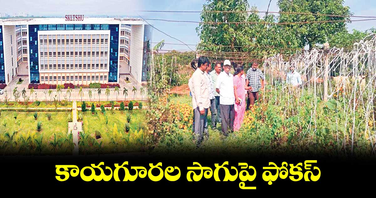 కాయగూరల సాగుపై ఫోకస్​