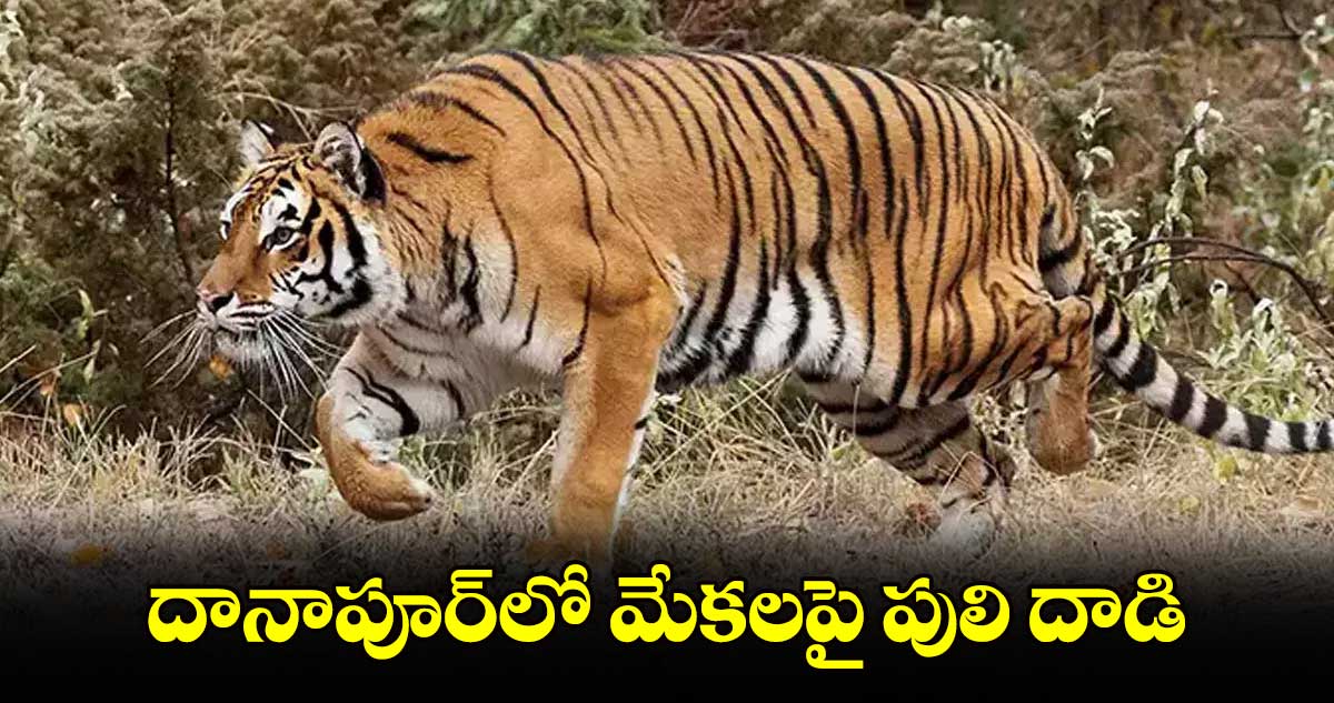 దానాపూర్‌‌లో మేకలపై పులి దాడి