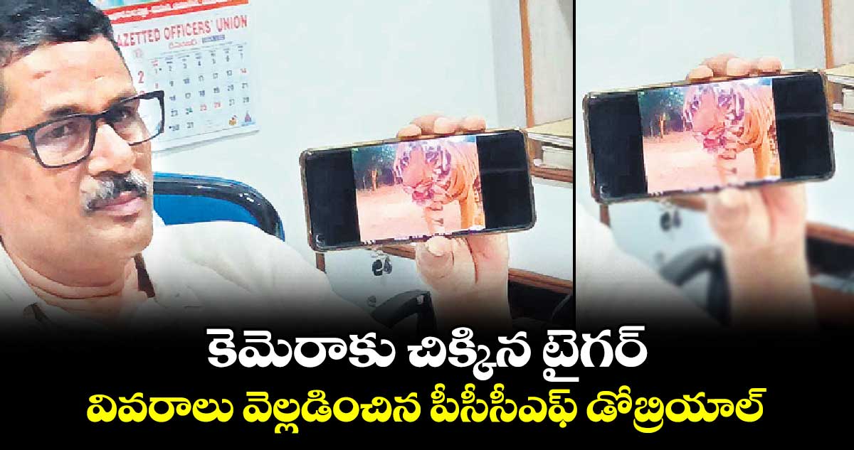 కెమెరాకు చిక్కిన టైగర్...వివరాలు వెల్లడించిన పీసీసీఎఫ్​ డోబ్రియాల్