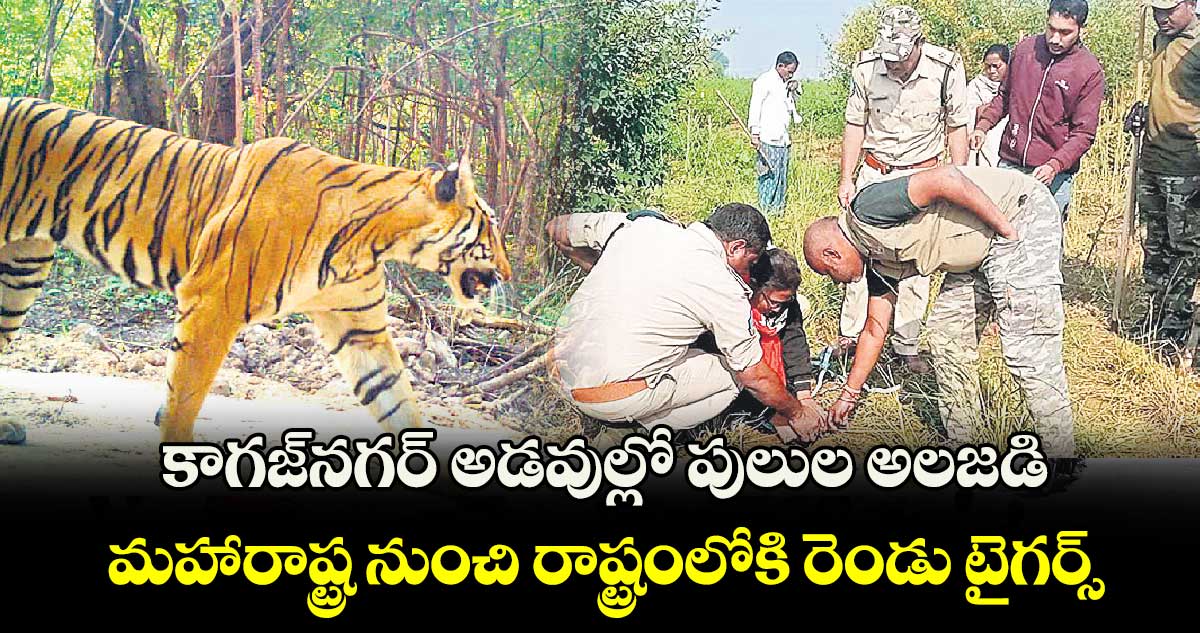 కాగజ్​నగర్ అడవుల్లో పులుల అలజడి: మహారాష్ట్ర నుంచి రాష్ట్రంలోకి రెండు టైగర్స్