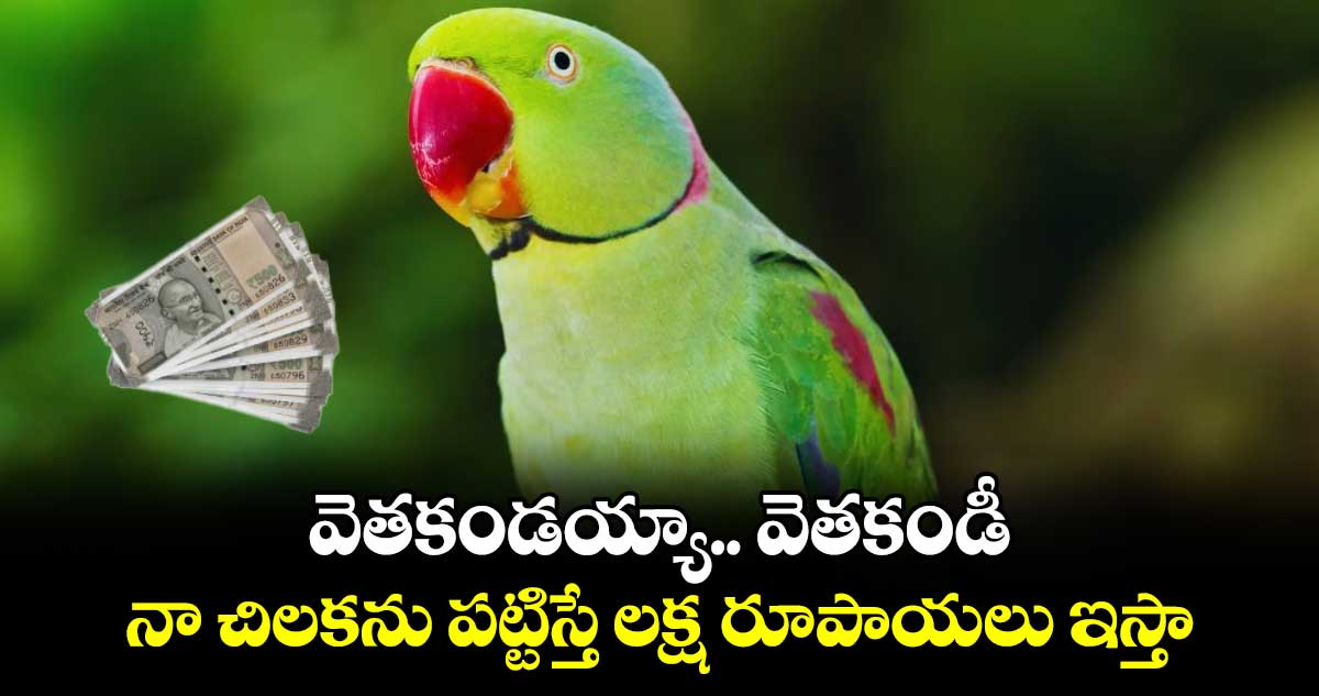 వెతకండయ్యా.. వెతకండీ : నా చిలకను పట్టిస్తే లక్ష రూపాయలు ఇస్తా