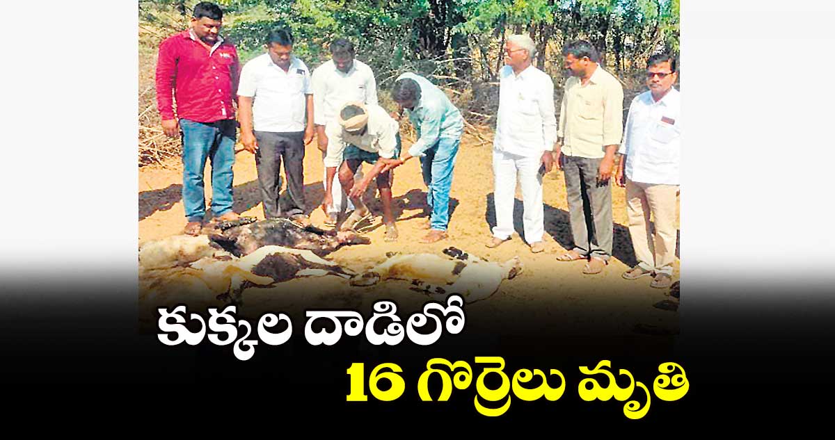 కుక్కల దాడిలో 16 గొర్రెలు మృతి