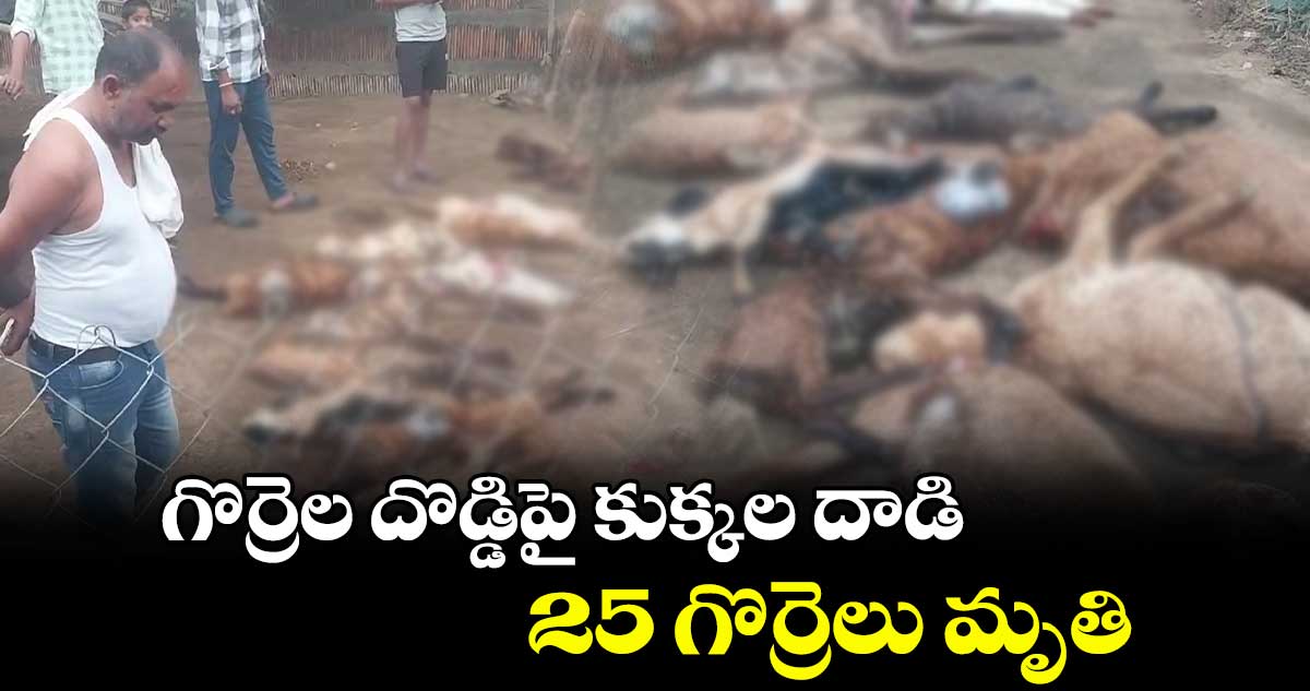 గొర్రెల దొడ్డిపై కుక్కల దాడి.. 25 గొర్రెలు మృతి