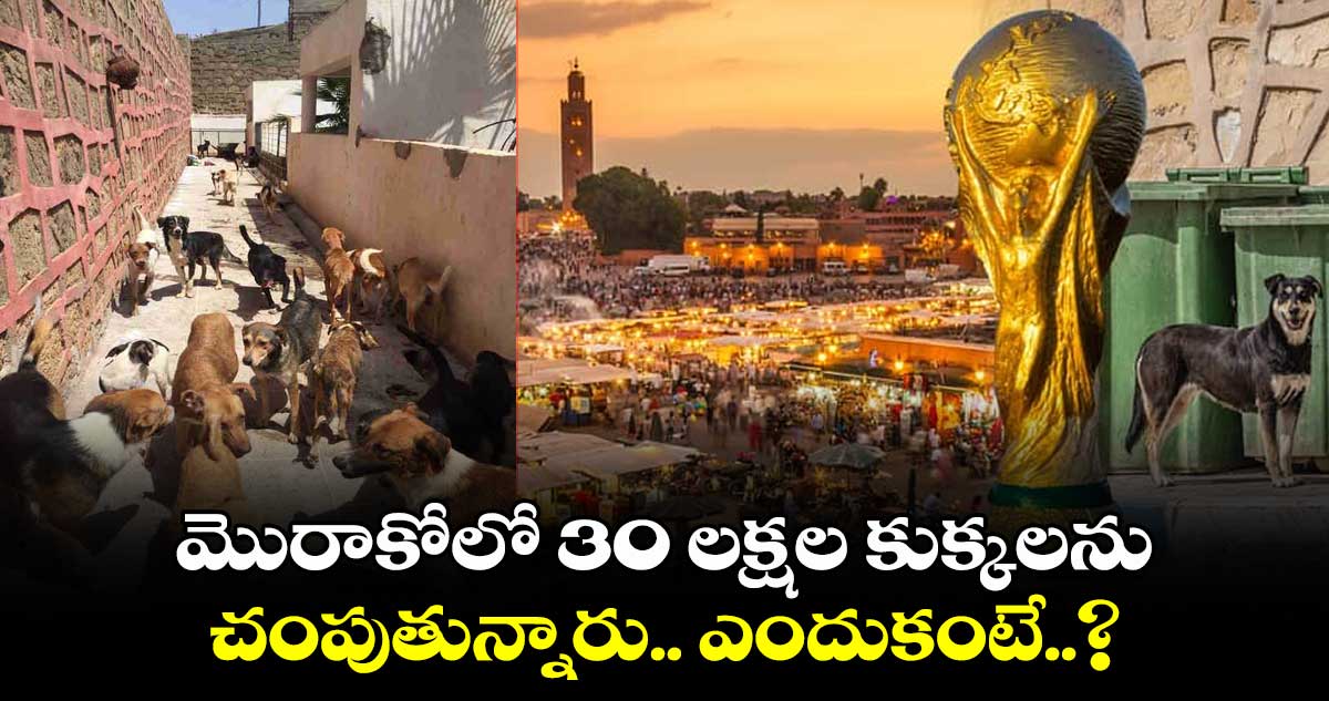 Very sad: మొరాకోలో 30 లక్షల కుక్కలను చంపుతున్నారు.. ఎందుకంటే..?