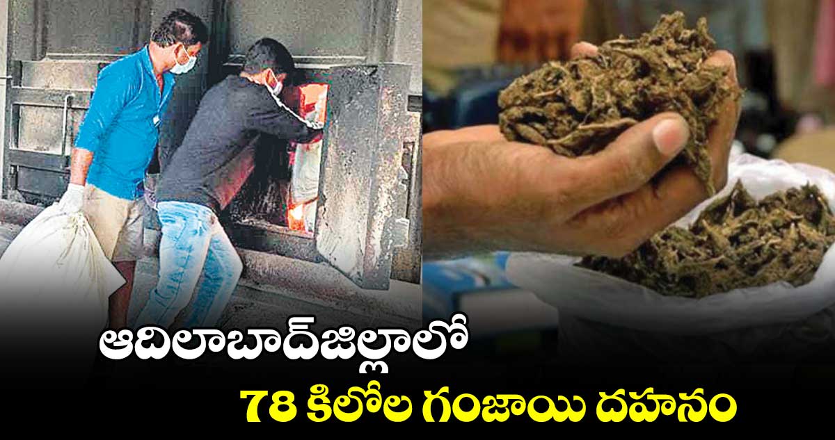 ఆదిలాబాద్​జిల్లాలో 78 కిలోల గంజాయి దహనం