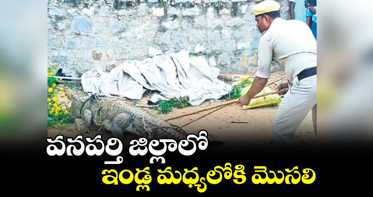 వనపర్తి జిల్లాలో ఇండ్ల మధ్యలోకి మొసలి