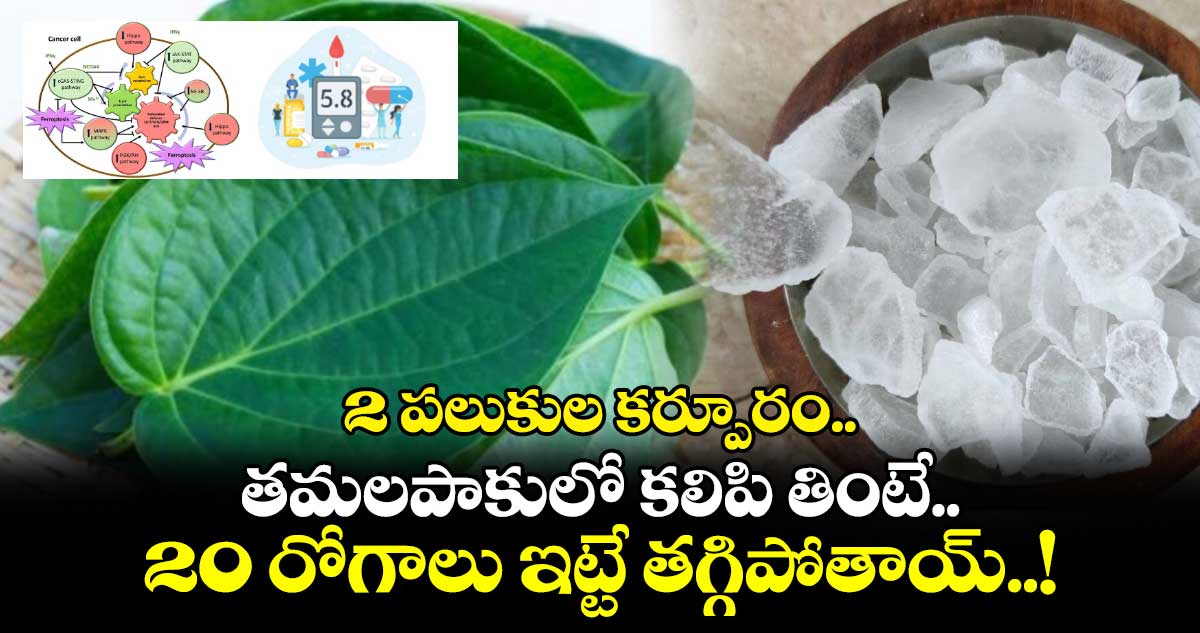 Good News : 2 పలుకుల కర్పూరం.. తమలపాకులో కలిపి తింటే.. 20 రోగాలు ఇట్టే తగ్గిపోతాయ్..!