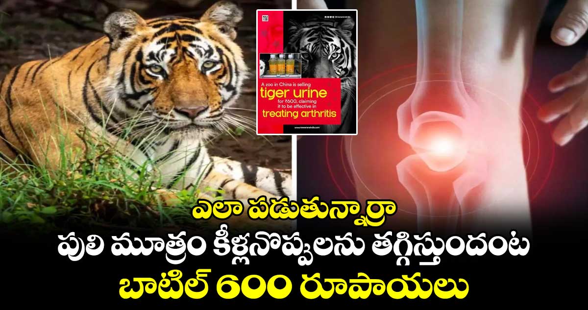 ఎలా పడుతున్నార్రా:పులి మూత్రం కీళ్లనొప్పులను తగ్గిస్తుందంట..బాటిల్ 600 రూపాయలు