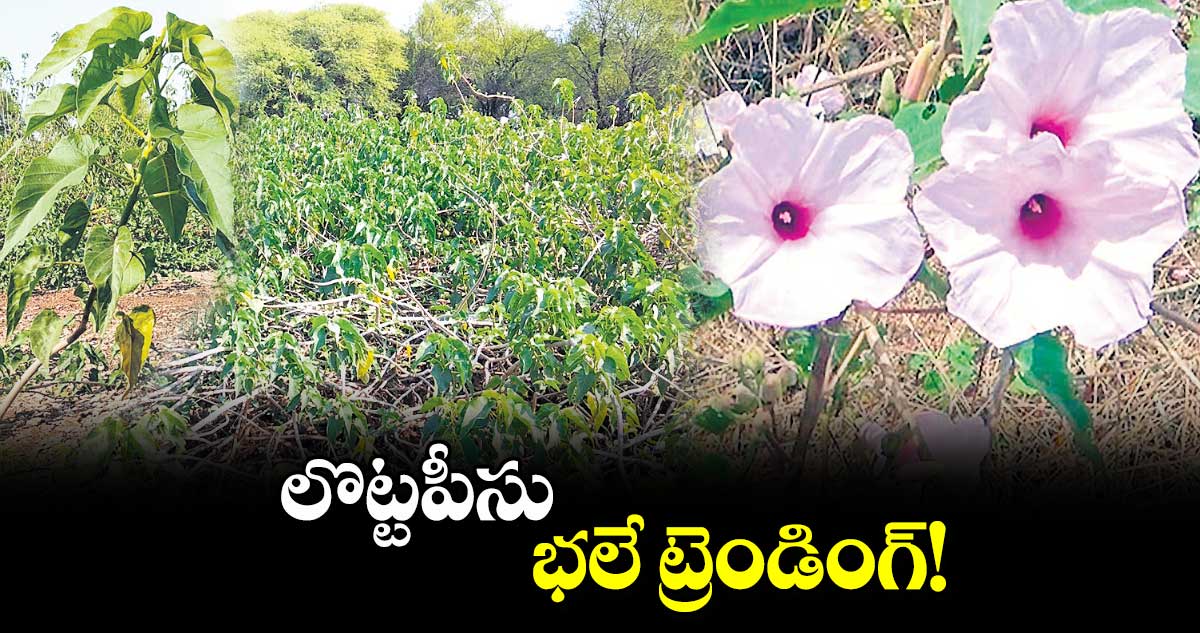 లొట్టపీసు..  భలే ట్రెండింగ్!