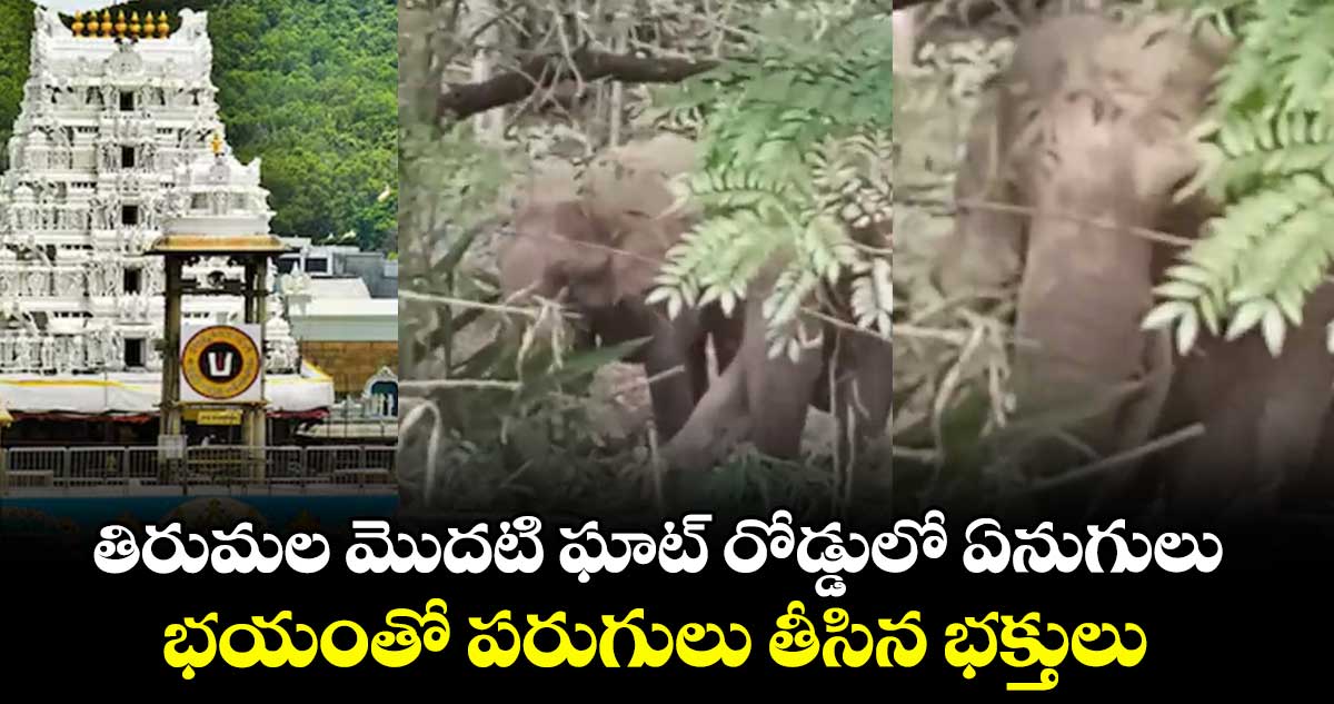 తిరుమల మొదటి ఘాట్ రోడ్డులో ఏనుగులు : భయంతో పరుగులు తీసిన భక్తులు