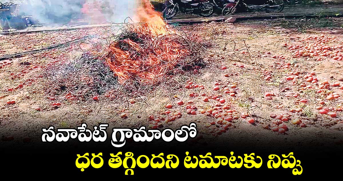 నవాపేట్‌‌ గ్రామాంలో ధర తగ్గిందని టమాటకు నిప్పు 