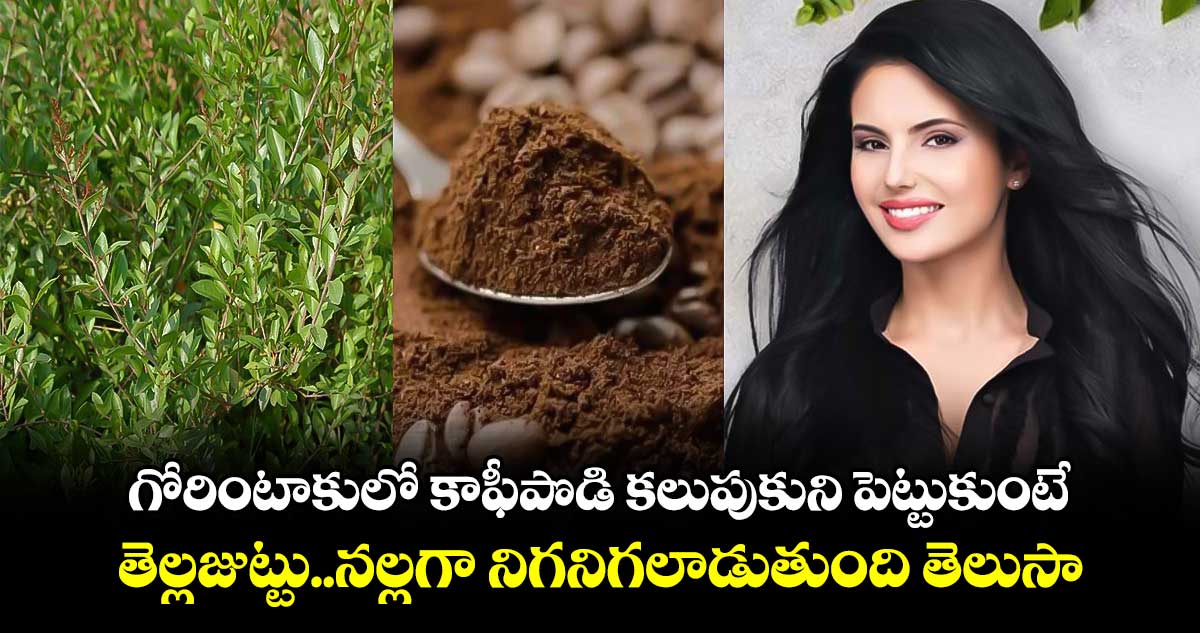 Beauty Tips : గోరింటాకులో కాఫీ పొడి కలుపుకుని పెట్టుకుంటే.. తెల్లజుట్టు.. నల్లగా నిగనిగలాడుతుంది తెలుసా.. 