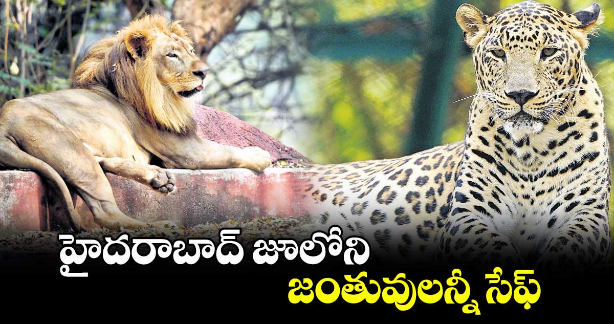 హైదరాబాద్ జూలోని జంతువులన్నీ సేఫ్ 